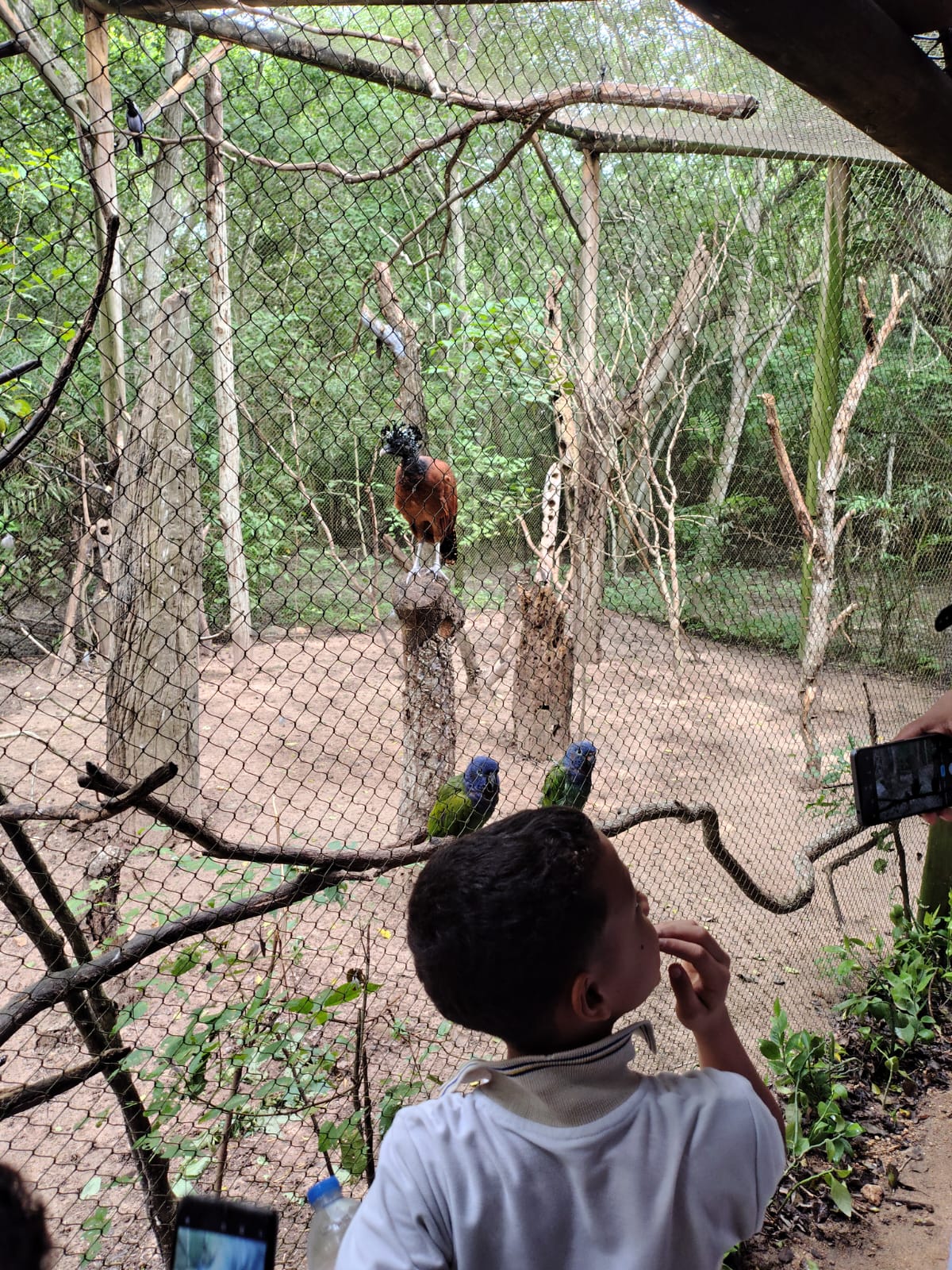 salida-pedagogica-al-aviario-2